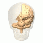 Precuneus of left cerebral hemisphere